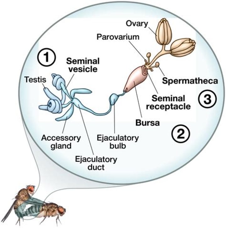 Where are sperm produced? | ContextResponse.com