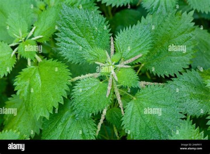Where are stinging nettles found