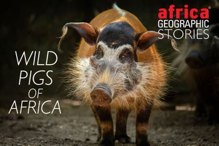 Where are wild pigs from?
