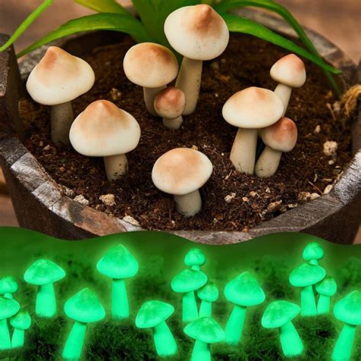 Where can I find glow in the dark mushrooms