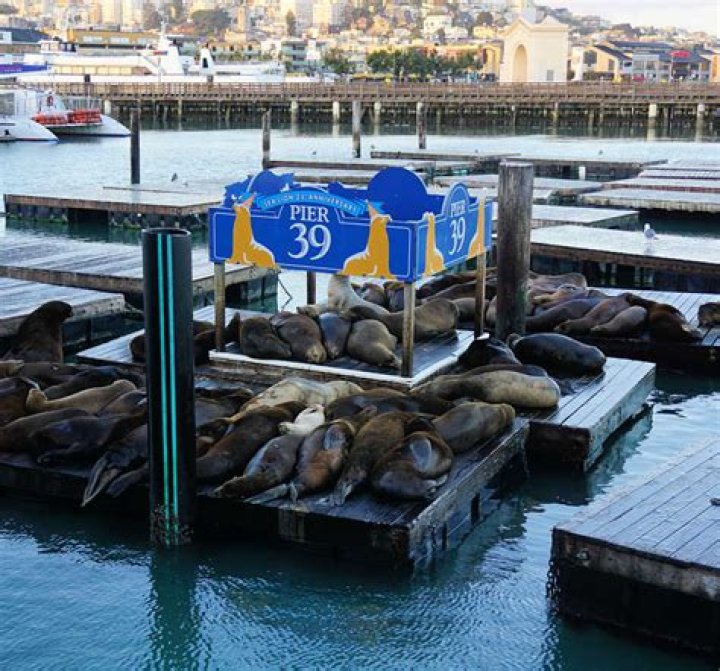 Where can I watch sea lions in San Francisco
