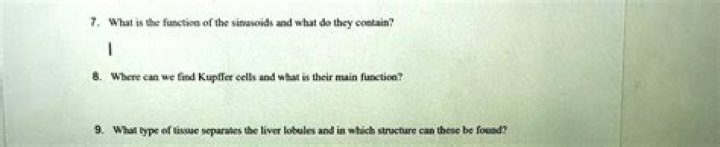 Where can we find Kupffer cells and what is their main function?