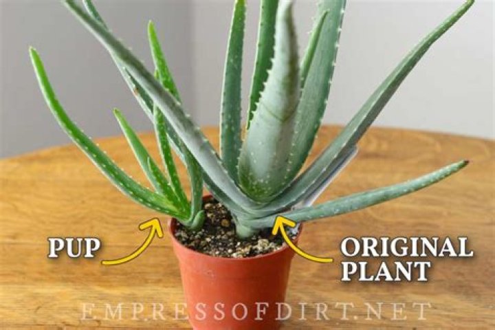 Where can you find aloe vera plant?