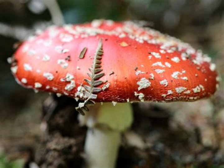 Where can you find fly agaric