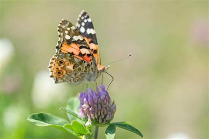 Where can you find painted lady butterflies