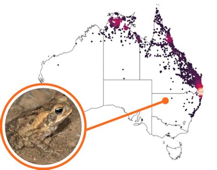 Where did the cane toad come from?