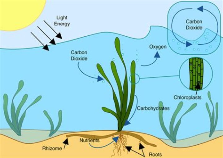 Where do aquatic plants get co2 for photosynthesis?