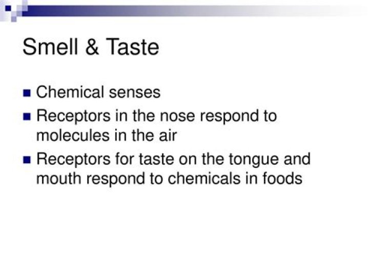 Where do insects have chemical receptors for taste and smell