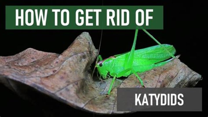 Where do katydids go during the day
