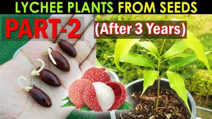 Where do lychees grow best?