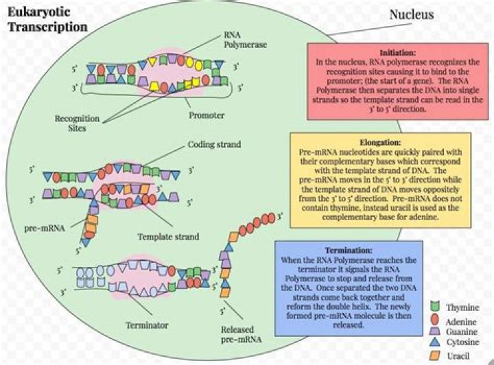 Where do prokaryotic cells start transcription