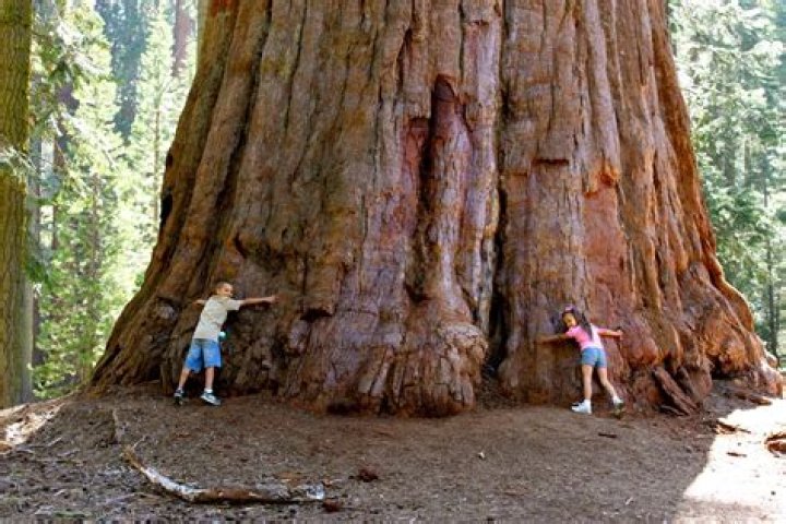 Where do sequoia trees grow in the world