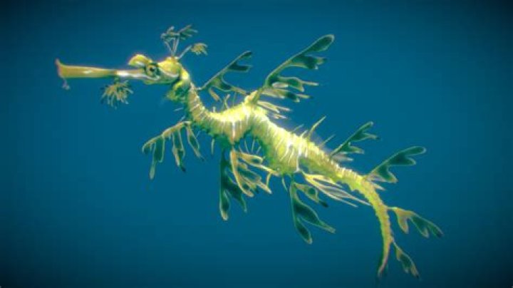 Where do you find a leafy sea dragon?