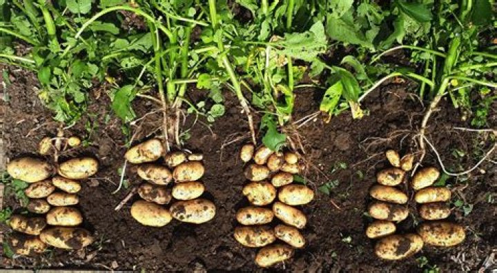 Where do Yukon Gold potatoes grow