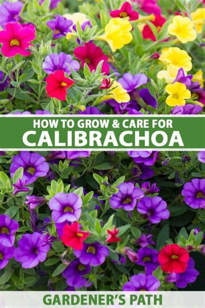 Where does Calibrachoa grow? | ContextResponse.com
