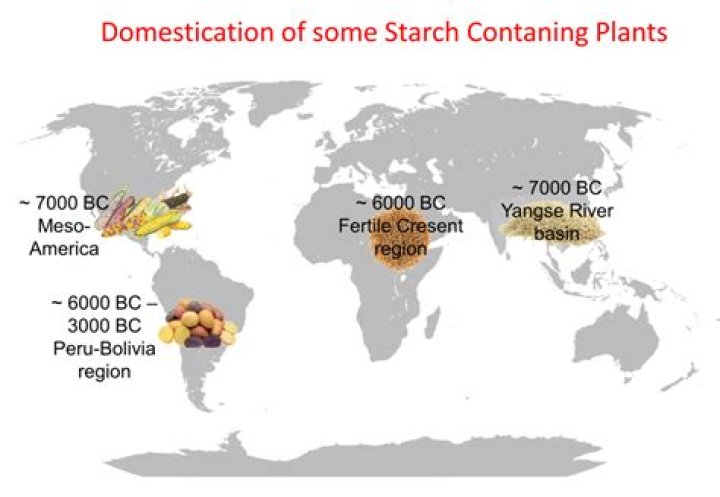 Where does starch come from?