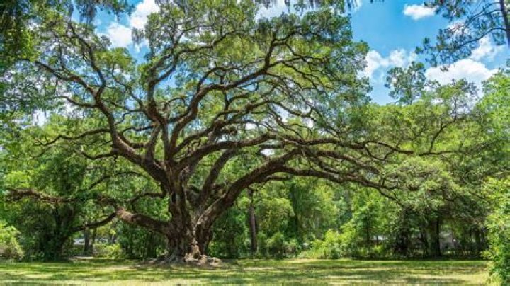 Where does the oak tree found?