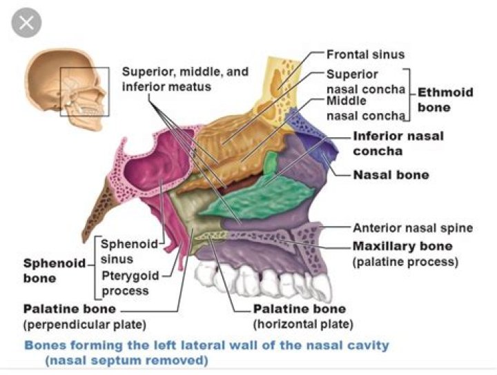 Where does the Sphenoethmoidal recess drain