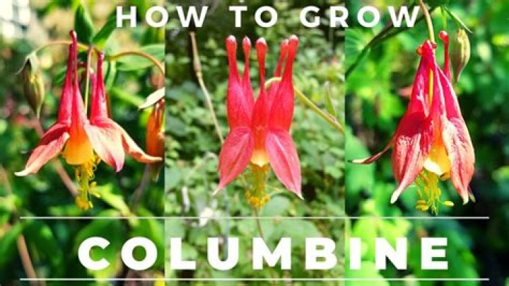 Where does wild columbine grow?