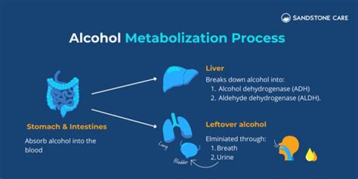 Where is most alcohol metabolized?