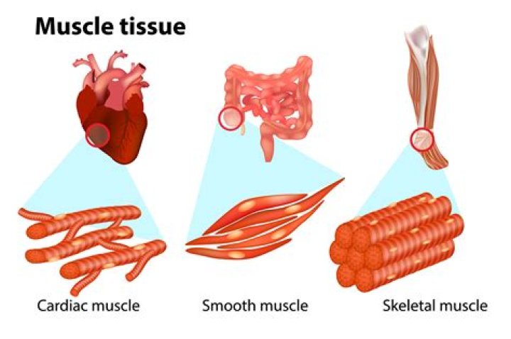 Where is muscle cell found