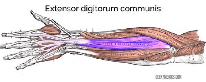 Where is the extensor digitorum communis?