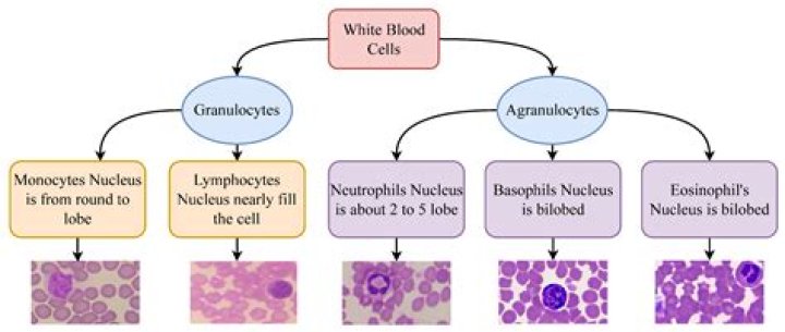 Which blood cells are called scavengers?