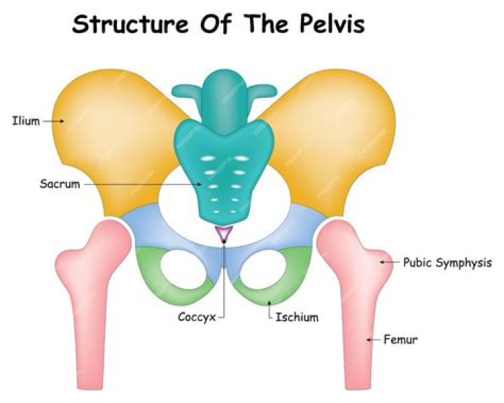 Which bone is formed by the ischium ilium and pubis