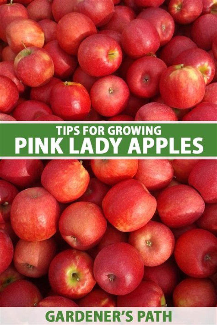 Which countries grow pink lady apples