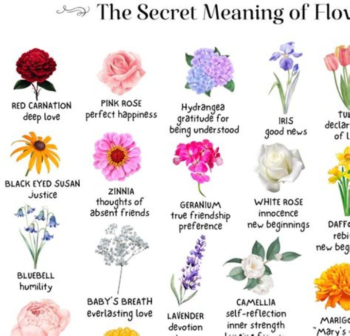 Which flower is good for skin