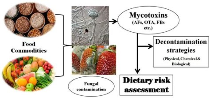 Which foods contain aflatoxins? | ContextResponse.com