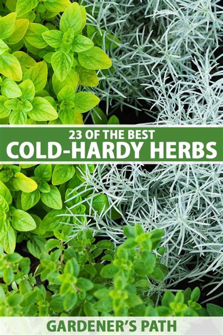 Which herbs are winter hardy