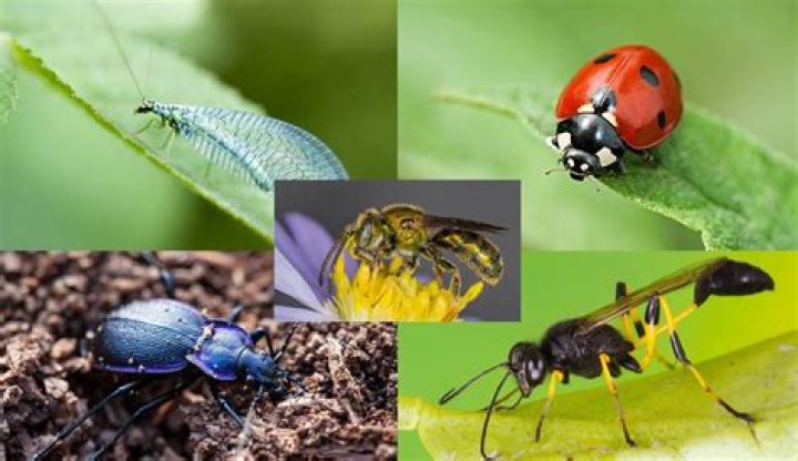 Which insects are carnivores