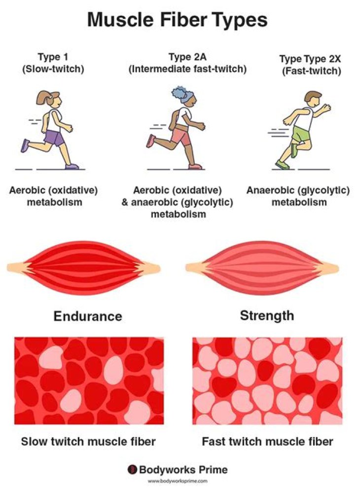 Which ion exits a muscle fiber?