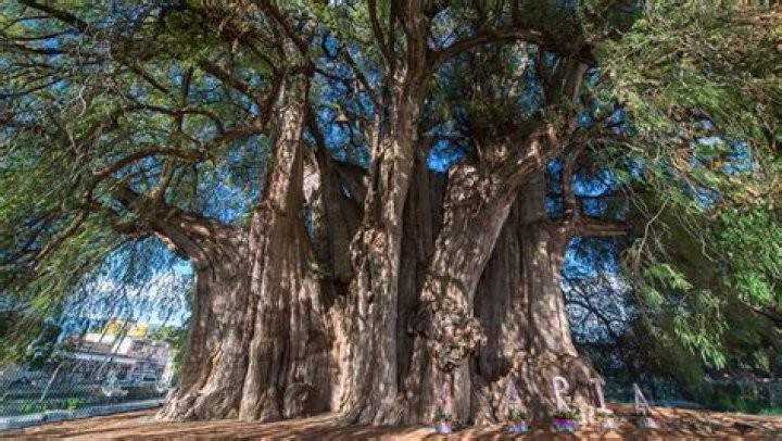 Which is biggest tree in India?