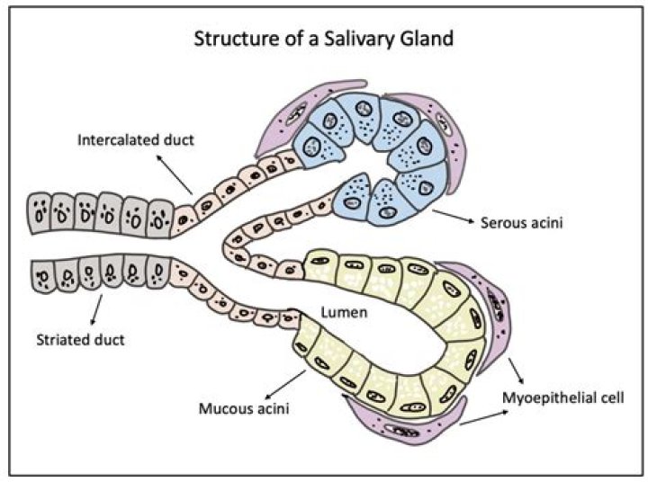 Which is the smallest salivary gland?
