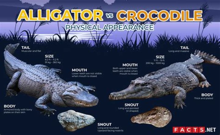 Which is worse alligator or crocodile?