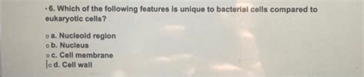 Which of the following features is unique to bacterial cells