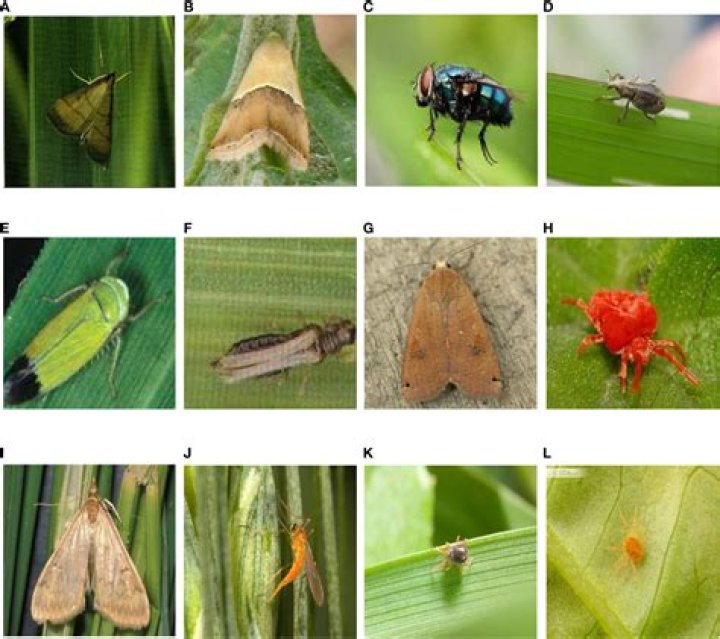 Which of the following is a major corn insect pest
