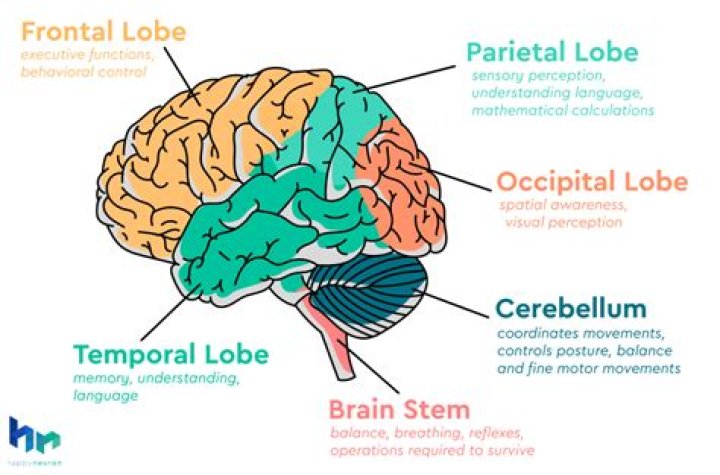 Which part of the brain is responsible for language?