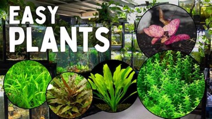 Which plants can be kept in aquarium
