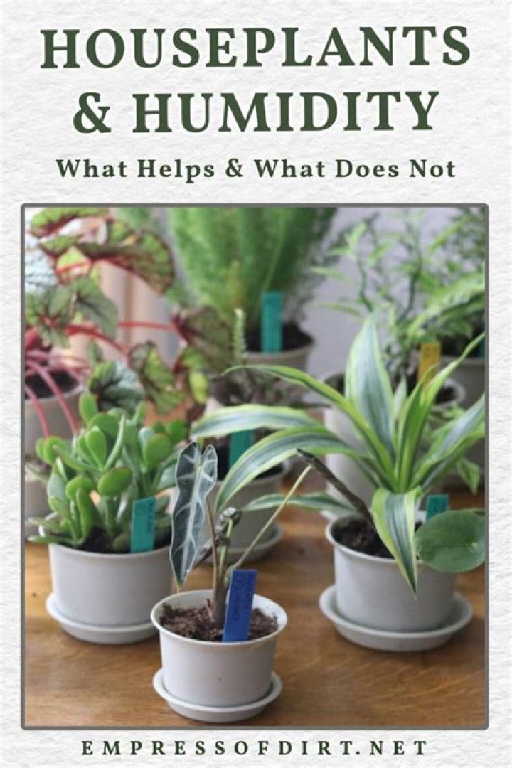 Which plants increase humidity? | ContextResponse.com