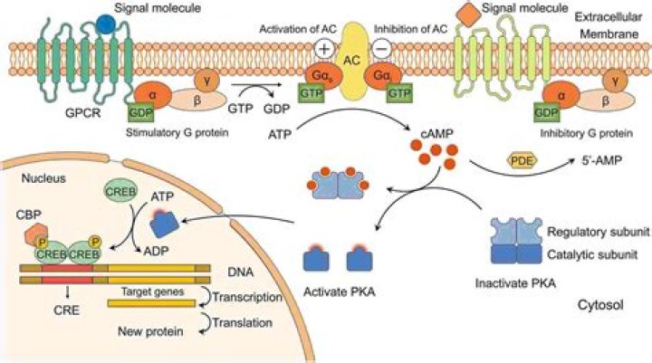 Which signaling pathway is activated by interferons?