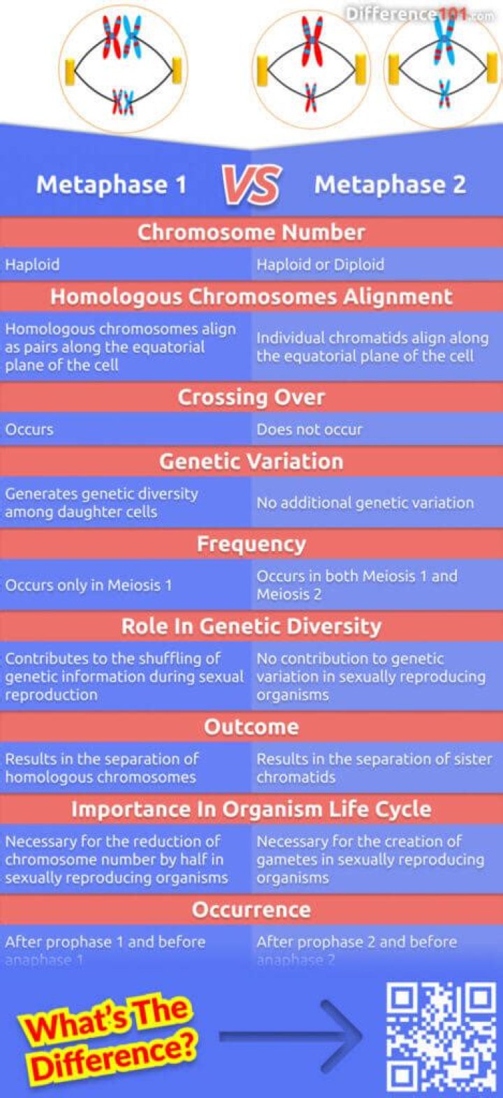 Which statements describe differences between metaphase I and metaphase II