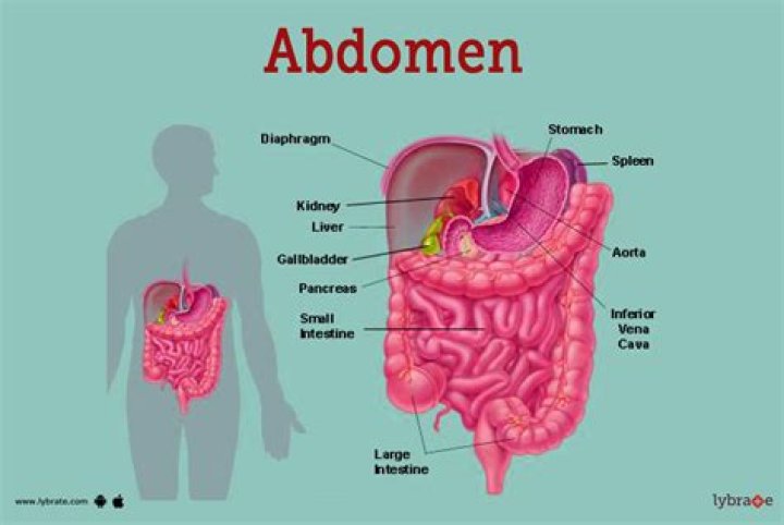 Which term means above the stomach?