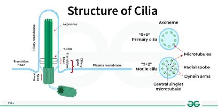 Which type of Specialised cell has cilia?