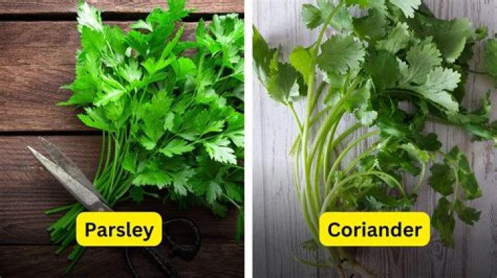 Which vegetable belongs to the same family as parsley and coriander