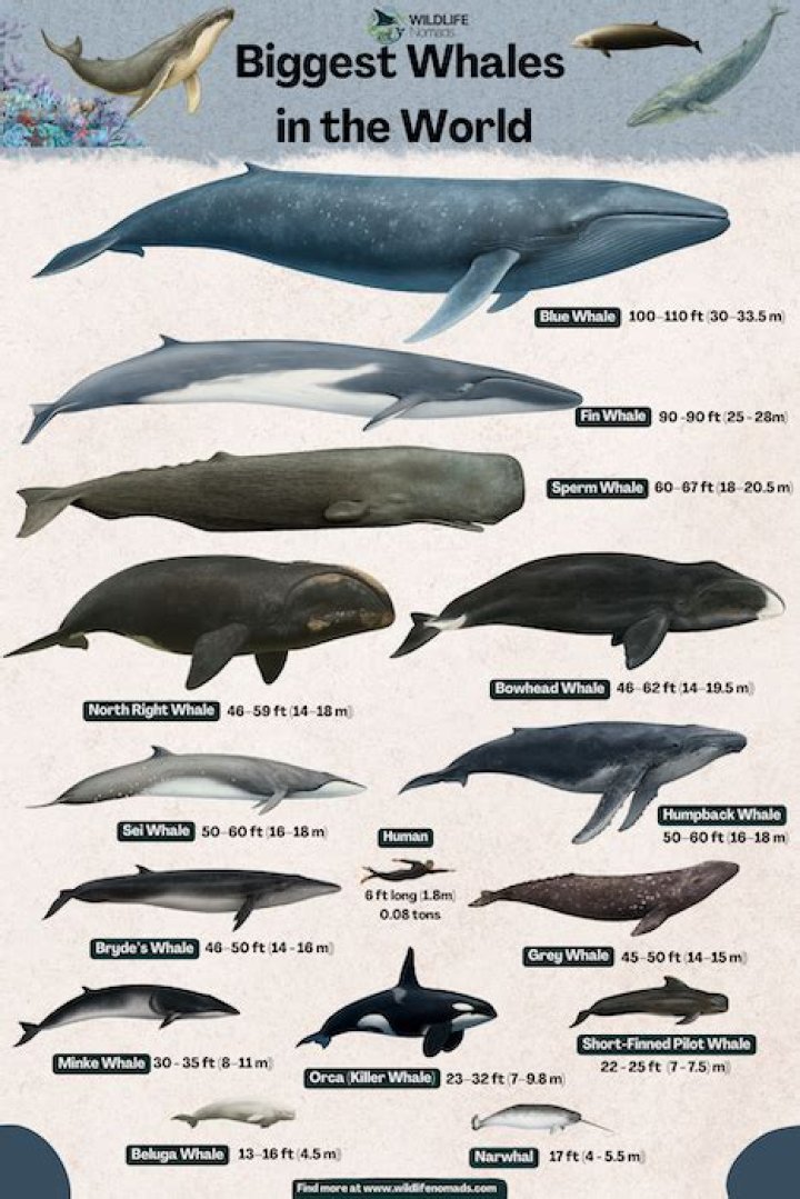 Which whale is the largest in size?