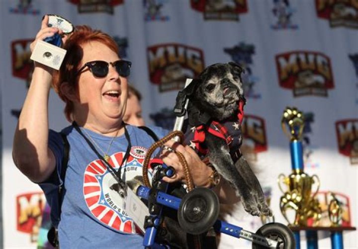 Who won ugliest dog contest?