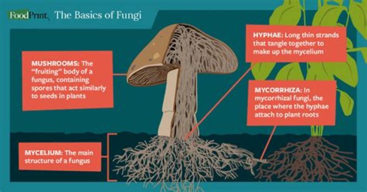 Why are fungi classified as plants?